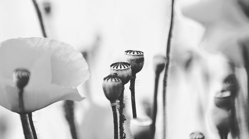 Close-up of housefly on flower
