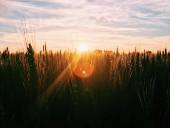 Close-up of crops growing on field against sky at sunset