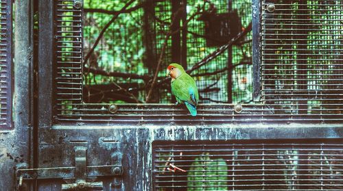 Parrot on metallic door