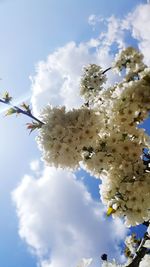 Low angle view of cherry blossoms against sky