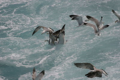 Birds flying over sea