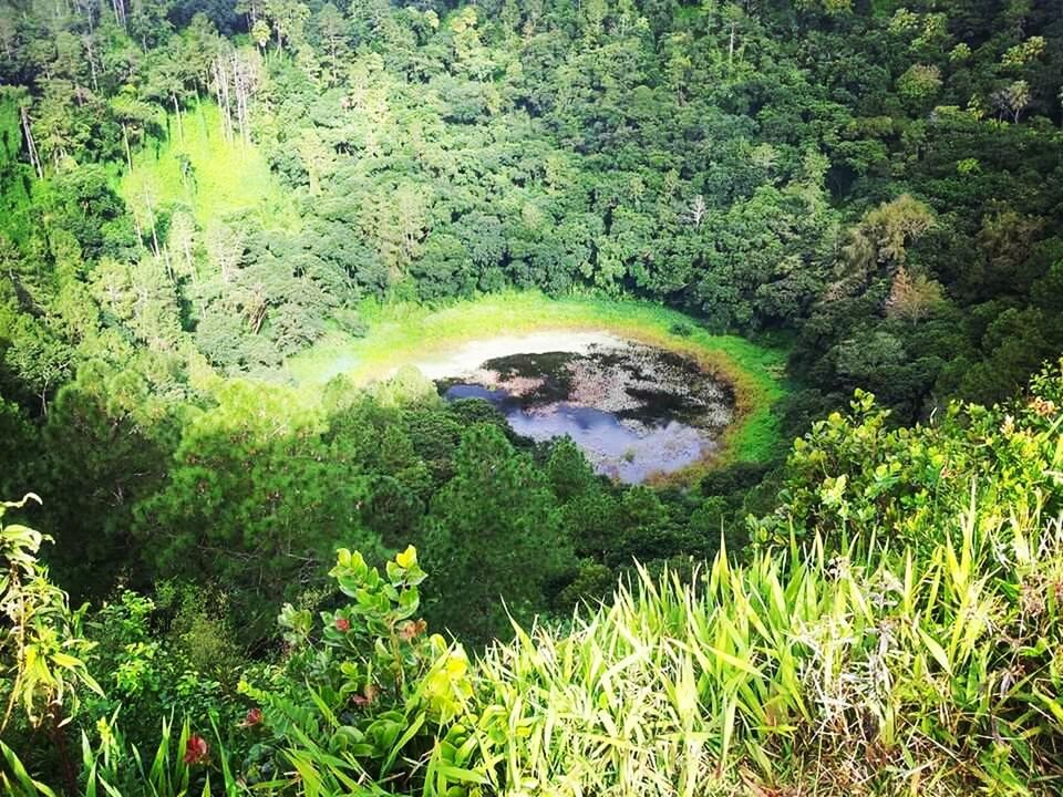 nature, green color, growth, tree, high angle view, no people, animal themes, outdoors, day, beauty in nature, animals in the wild