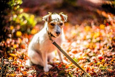 Portrait of dog in autumn