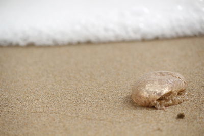 Close-up of lizard on sand at beach