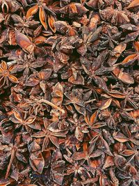 Full frame shot of dry leaves