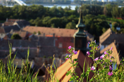 Flowering plant on field against building