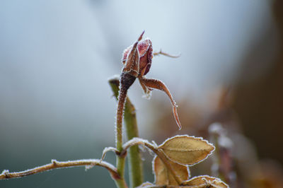 Close-up of flower