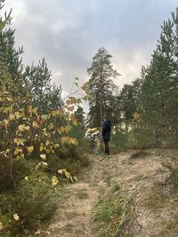 Rear view of man walking amidst trees against sky