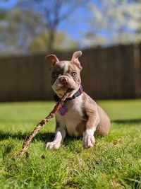 Dog sitting on grass in field