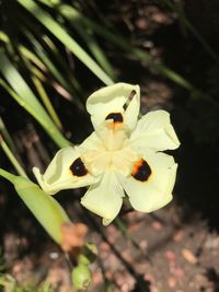 Close-up of yellow flower blooming outdoors