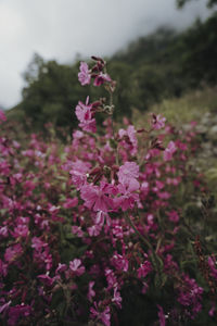 Close-up of pink flowering plant on field