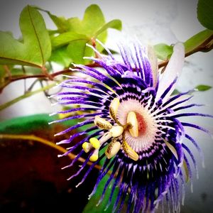 Close-up of purple flower blooming outdoors