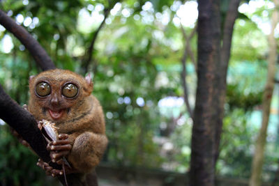 Portrait of monkey on tree in forest