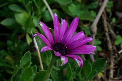 Close-up of purple flower blooming outdoors