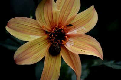 Close-up of butterfly on flower