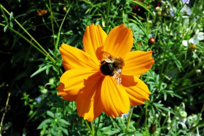 Close-up of insect on yellow flower