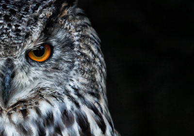 Close-up of eagle against black background