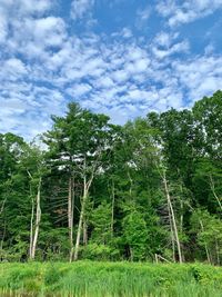 Low angle view of trees in forest against sky