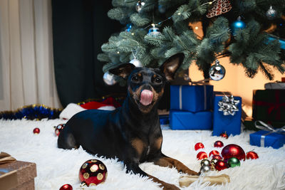 christmas tree