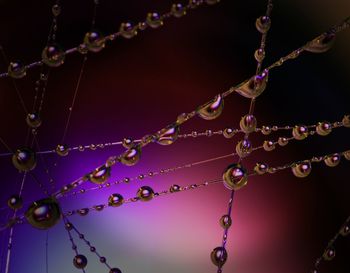 Close-up of water drops on plant