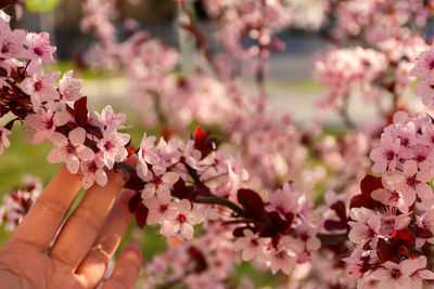 Cherry plum pink blooming garden. beautiful spring background. abstract gentle banner greeting card.