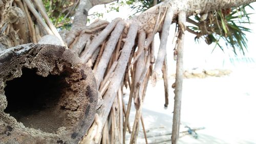 Close-up of palm tree trunk