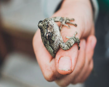 Close-up of hand holding leaf