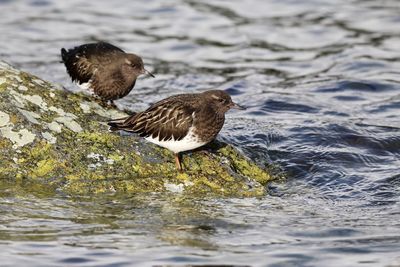 Birds on rock in lake