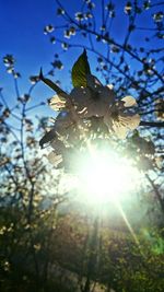 Sun shining through trees