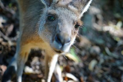 Close-up portrait of kangaroo