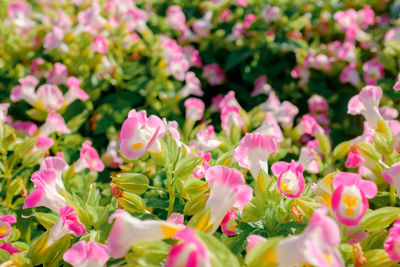 Close-up of pink flowering plants