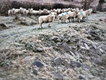 Sheep in farm
