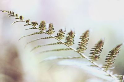 Close-up of plant against sky