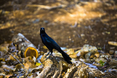 High angle view of bird perching on rock