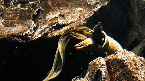 Rocks in water