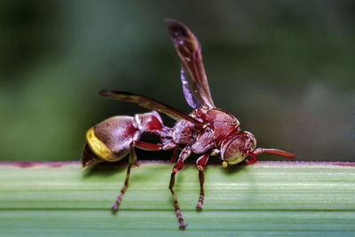 Close-up of wasp on the leaf