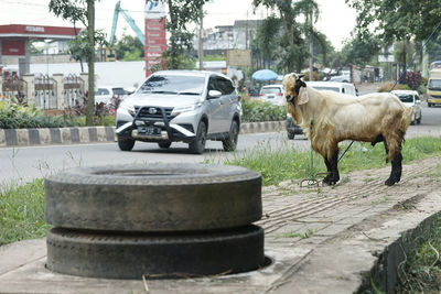 View of horse cart on street in city