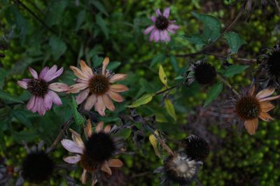 Close-up of coneflowers blooming outdoors