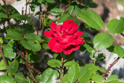 Close-up of red rose