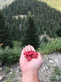 Cropped image of hand holding strawberry against trees