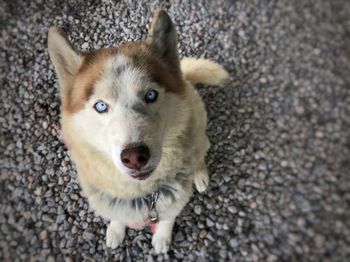 High angle portrait of dog