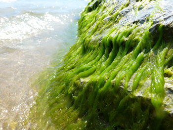 Detail shot of food in sea