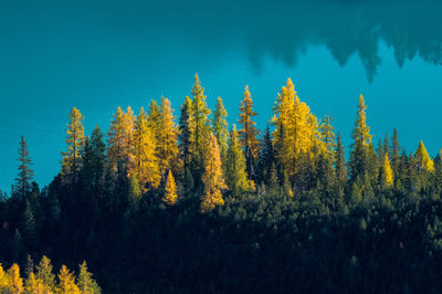 Trees in forest against clear blue sky