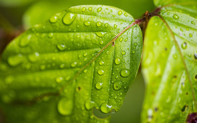 Close-up of raindrops on leaves