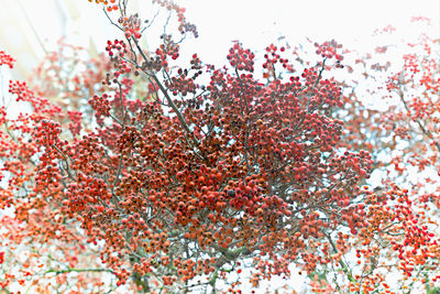 Full frame shot of tree