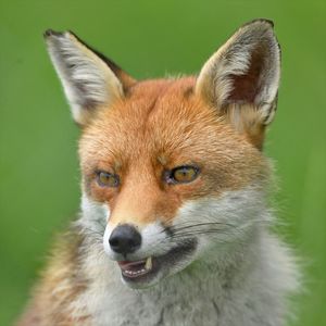 Close-up of a rabbit looking away