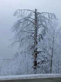 Bare tree by plants against sky during winter