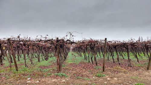 Plants growing on field against sky