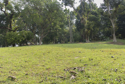 View of trees in forest