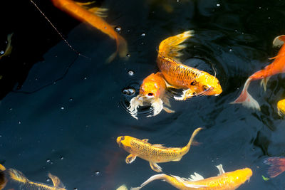 High angle view of koi carps swimming in lake